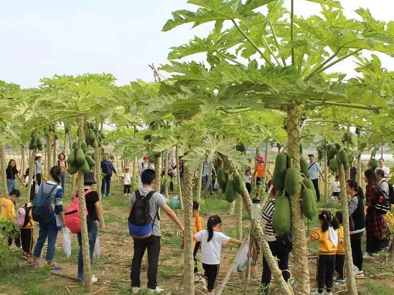 為什么大理研學(xué)夏令營(yíng)如此受歡迎？