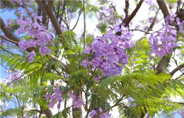 大理的藍(lán)花楹開(kāi)了，邂逅一場(chǎng)“藍(lán)花雨”，赴一場(chǎng)紫色浪漫！