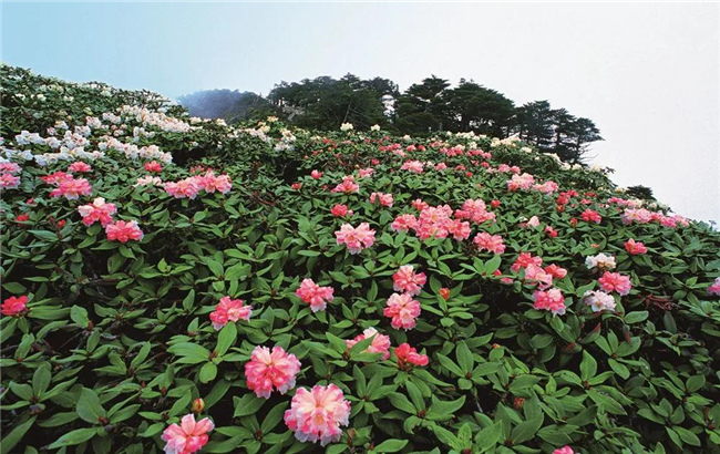 大理旅游 六月，蒼山等你赴一場(chǎng)花的“盛宴”！