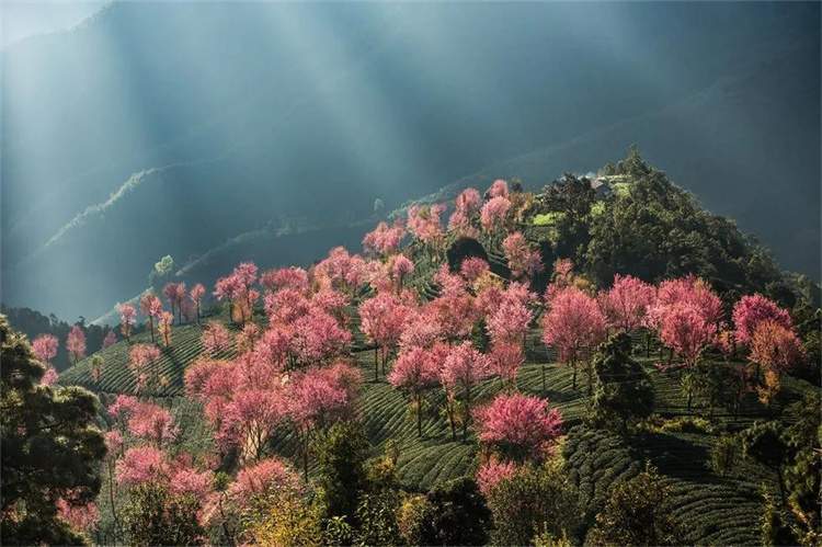 大理櫻花季：南澗無量，秘境花鄉(xiāng)——神仙姐姐居住的地方！快來大理旅游吧！
