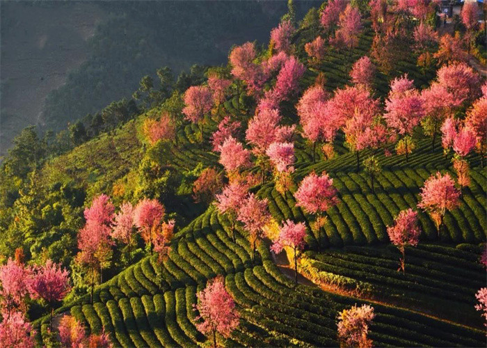 大理旅游：冬日賞櫻，徒步無量山。漫步洱海，打卡s彎小鐮倉。邂逅精靈，洱海紅嘴鷗。