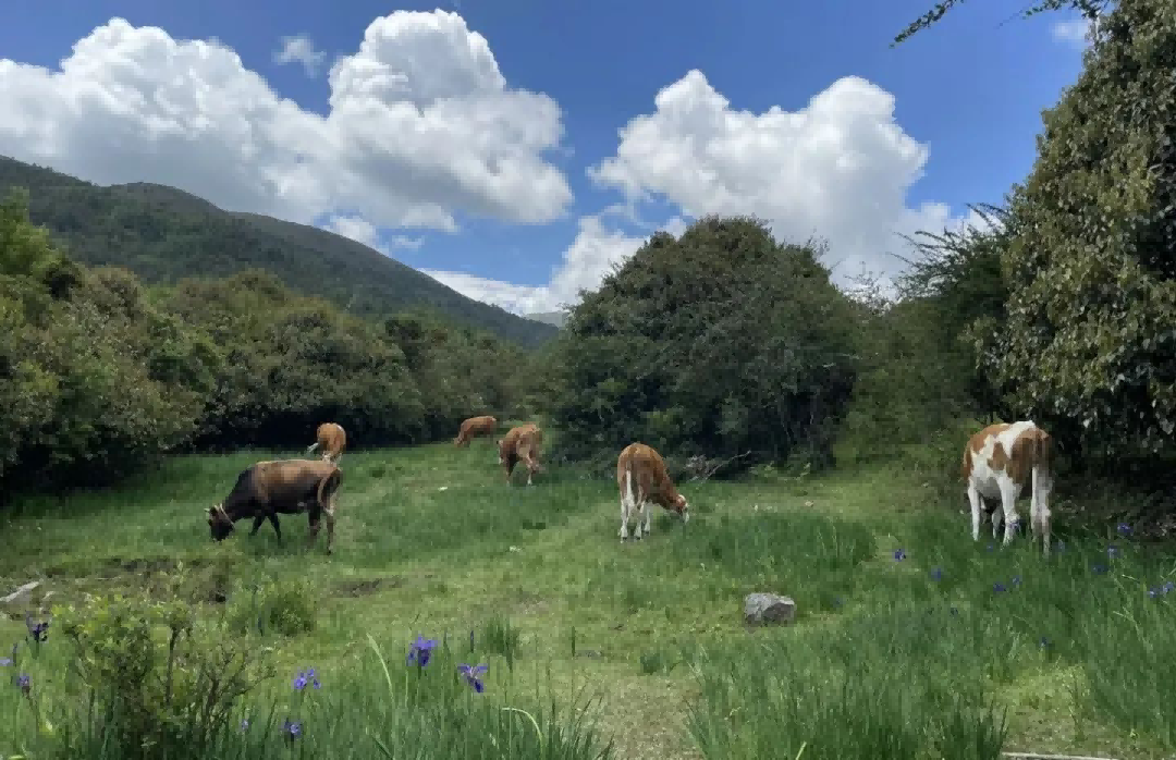 大理景點(diǎn)|跟著大理旅行社小編一起游云南:大理的“阿勒泰”鳥吊山徒步